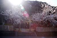 淡島神社の桜