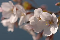 つり公園の桜