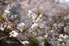 昼下がりの桜の花