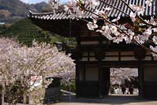 内側から見た大門と桜