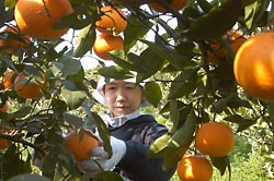続いて、清美オレンジの収穫風景。