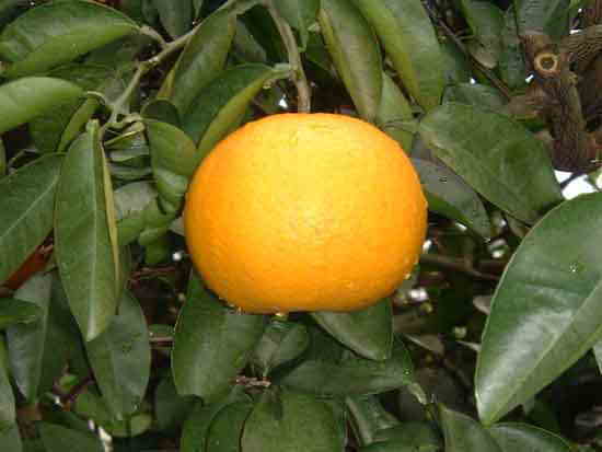 hassaku