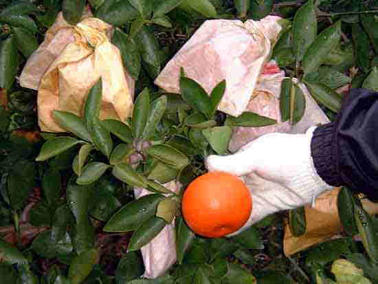 seminoru