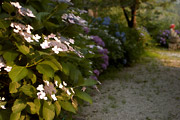 多宝塔の真後ろ。他とは種類の異なるあじさいです。
