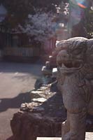 凛々しい狛犬がお出迎え。