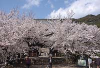 AJI