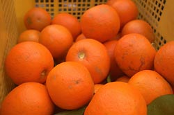とりたて!橙(ダイダイ)の果実