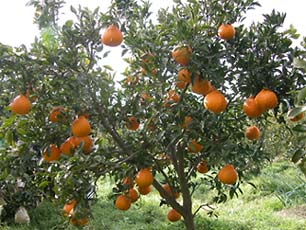 ʎȂI