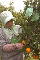 清見オレンジの袋賭けの様子