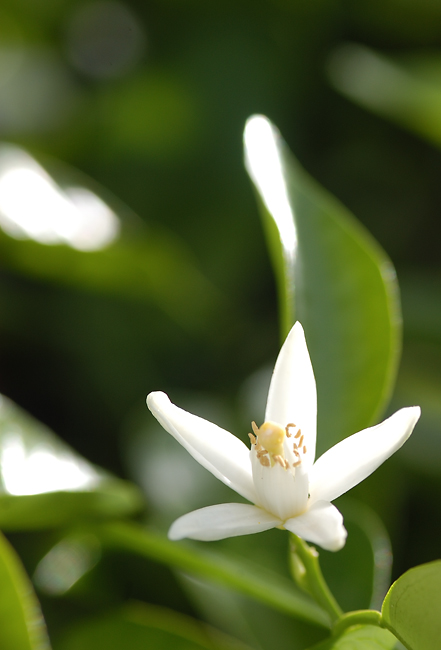 セミノールの花