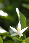 セミノールの花