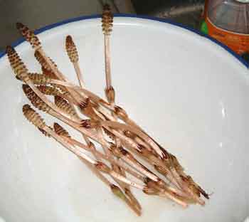 tukusi