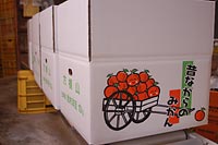 下津町、鈴木農園で作ったみかんです。