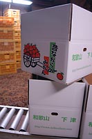 和歌山、下津産のみかんです。