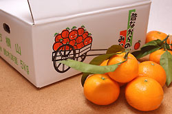 昔ながらのみかんをおひとつどうぞ。