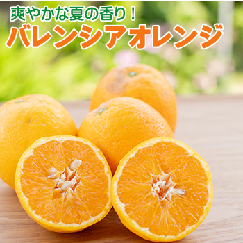 蔵出しみかんの産地直送販売 鈴木農園