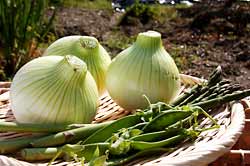 春、とれたて野菜