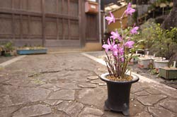 名前は・・・また後日(^^;;