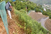 よく伸びた草、草、草!
