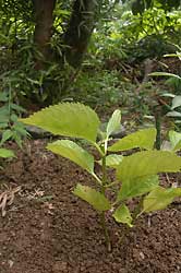 どんな花が咲くのかな?