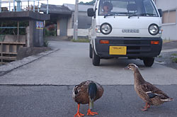 わたしは寄らないわよ。ぐゎぐゎ。