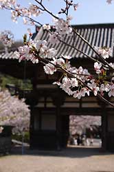 満開の桜・桜・桜!