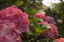 梅雨を象徴する花、あじさいです