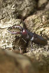 なかなか大きなクワガタでしたよ