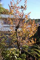 鈴木家の紅葉