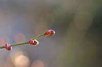 年末に見つけた小さな春