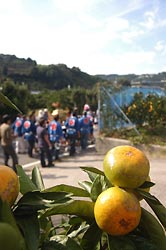 みかんも祭りを見守ります。