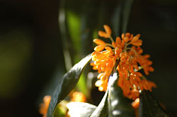 みかん色した可愛いお花