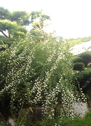 ł炢