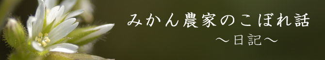 みかんのこと、家での出来事、我が家の日々の暮らし