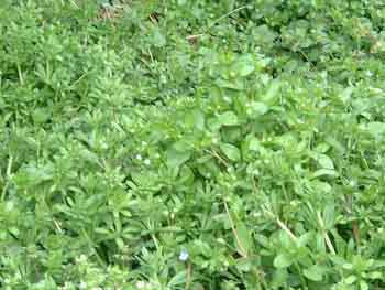 hakobera