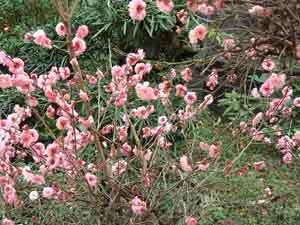 ume