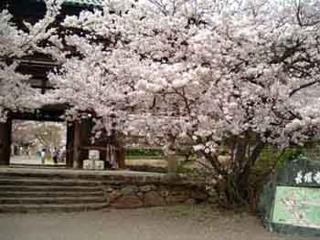 sakura
