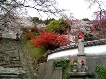 sakura