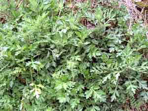 yomogi