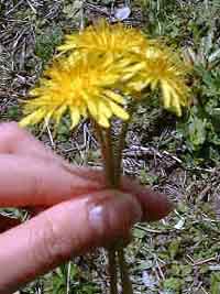 tanpopo