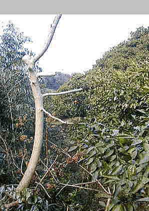 bassai2.jpg