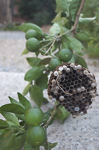直径20cmくらい