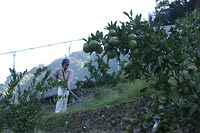 草刈り頑張れ!木も応援中です。