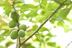 青梅収穫も間近です