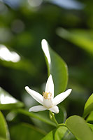 セミノールの花