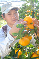 みかん色に輝くみかん!